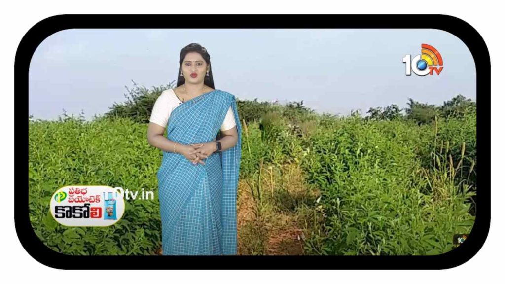Kharif RedGram