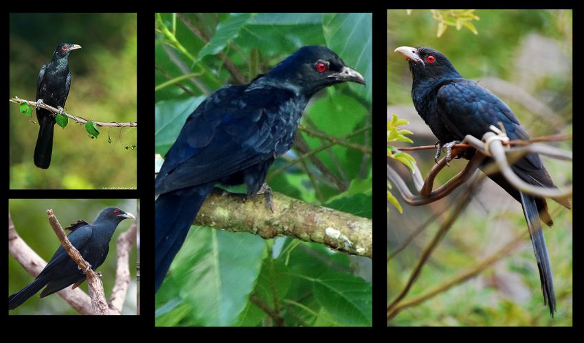 Koel Birds : కోకిల కాకి గూట్లో గుడ్లు పెట్టటానికి అసలు కారణం Koel Birds : కోకిల కాకి గూట్లో గుడ్లు పెట్టటానికి అసలు కారణం