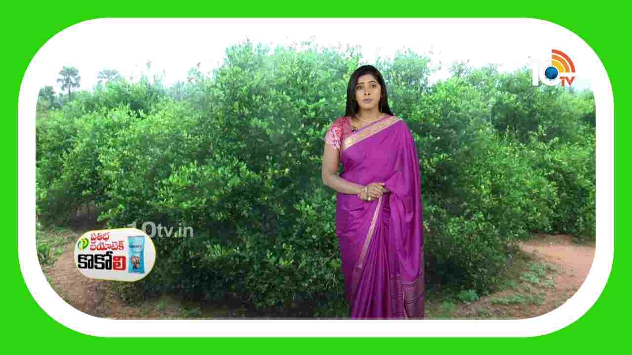 Lemon Tree Cultivation : నిమ్మలో చీడపీడల ఉధృతి.. నివారణకు సమగ్ర యాజమాన్య పద్ధతులు Lemon Tree Cultivation : నిమ్మలో చీడపీడల ఉధృతి.. నివారణకు సమగ్ర యాజమాన్య పద్ధతులు