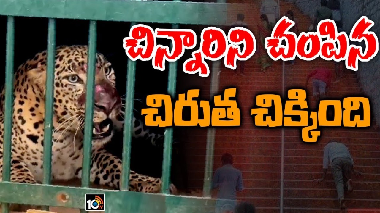 Tirumala : తిరుమలలో చిక్కిన చిరుత.. బాలికపై దాడిచేసిన ప్రాంతానికి దగ్గర్లోనే బోనులోకి Tirumala : తిరుమలలో చిక్కిన చిరుత.. బాలికపై దాడిచేసిన ప్రాంతానికి దగ్గర్లోనే బోనులోకి
