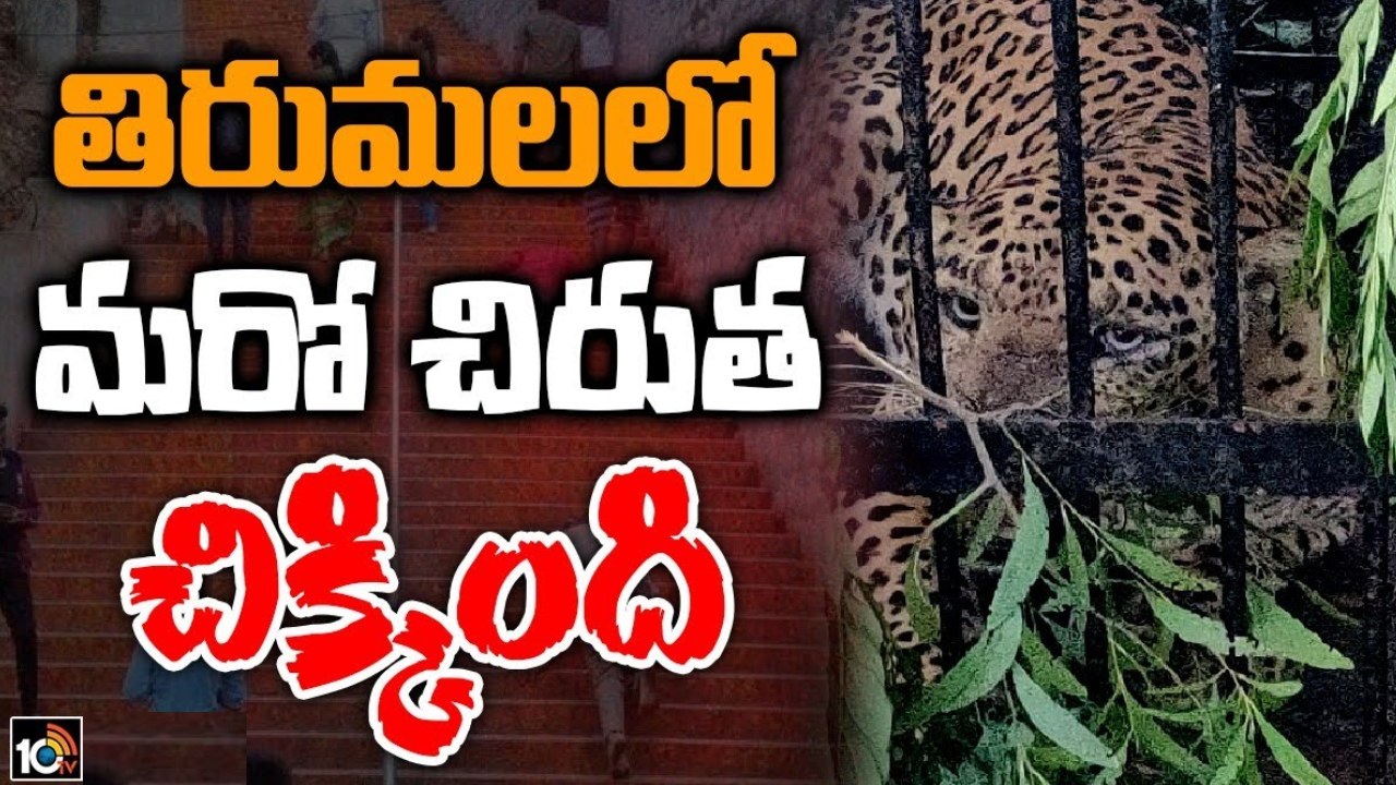 Leopard Trapped: బోనులో చిక్కిన నాలుగో చిరుత.. తిరుమల నడకదారిలో ముగిసిన ‘ఆపరేషన్ చిరుత’ Leopard Trapped: బోనులో చిక్కిన నాలుగో చిరుత.. తిరుమల నడకదారిలో ముగిసిన ‘ఆపరేషన్ చిరుత’