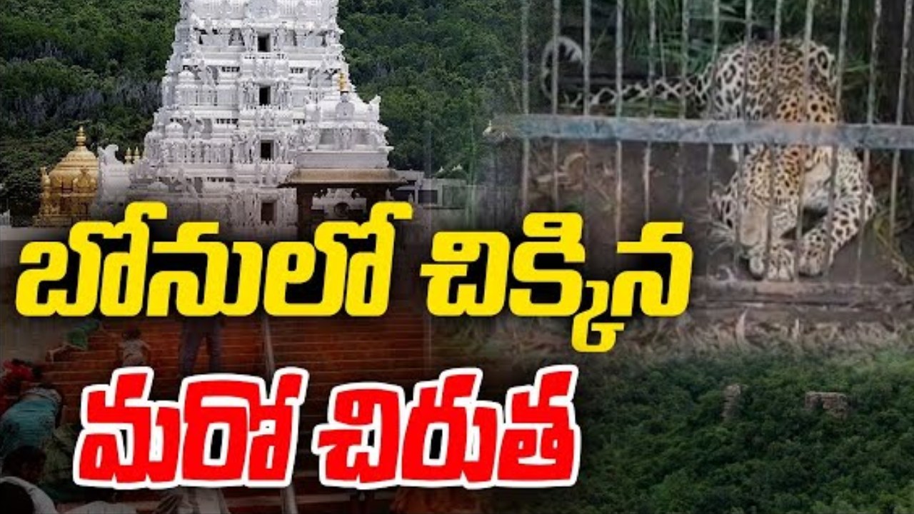 Leopard Trapped : తిరుమలలో బోనులో చిక్కిన మరో చిరుత .. 50రోజుల వ్యవధిలో మూడు చిరుతలు.. Leopard Trapped : తిరుమలలో బోనులో చిక్కిన మరో చిరుత .. 50రోజుల వ్యవధిలో మూడు చిరుతలు..