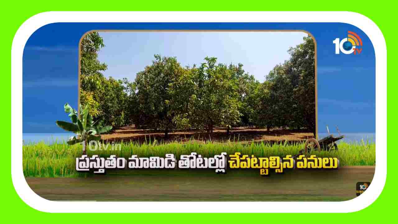 Mango Fruit Yield : అధిక దిగుబడుల కోసం ప్రస్తుతం మామిడిలో చేపట్టాల్సిన యాజమాన్యం Mango Fruit Yield : అధిక దిగుబడుల కోసం ప్రస్తుతం మామిడిలో చేపట్టాల్సిన యాజమాన్యం