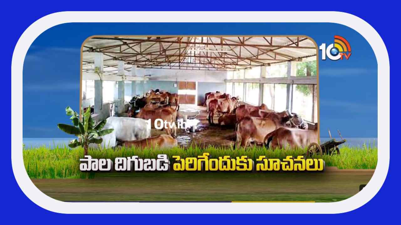 Cattle Nutrition : అధిక పాల దిగుబడి కోసం నాణ్యమైన పోషణ Cattle Nutrition : అధిక పాల దిగుబడి కోసం నాణ్యమైన పోషణ