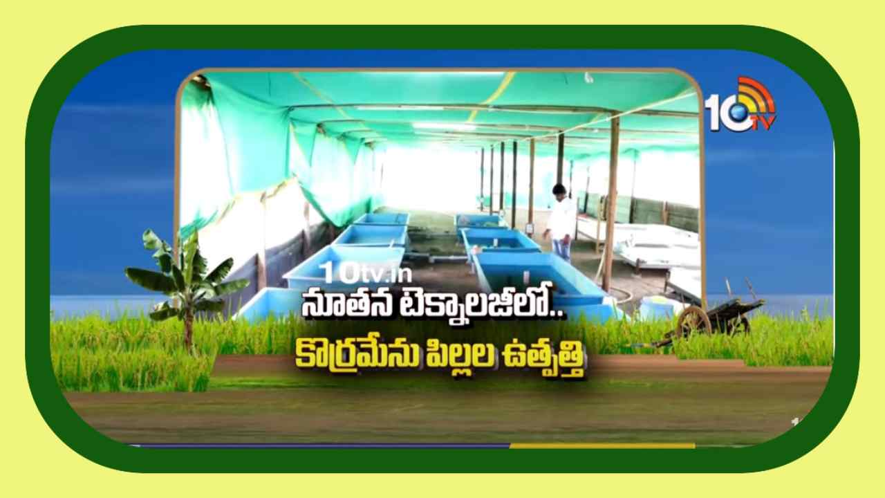 Murrel Fish : నూతన టెక్నాలజీతో కొరమేను పిల్లల ఉత్పత్తి ..తక్కువ సమయంలోనే అధిక దిగుబడి అంటున్న రైతు Murrel Fish : నూతన టెక్నాలజీతో కొరమేను పిల్లల ఉత్పత్తి ..తక్కువ సమయంలోనే అధిక దిగుబడి అంటున్న రైతు