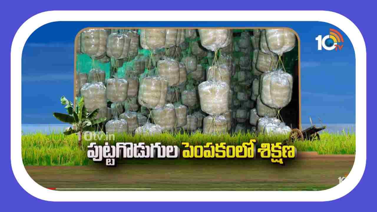 Mushroom Cultivation : పుట్టగొడుగుల పెంపకంలో శిక్షణ.. ఏడాది పొడవునా మంచి ఆదాయం Mushroom Cultivation : పుట్టగొడుగుల పెంపకంలో శిక్షణ.. ఏడాది పొడవునా మంచి ఆదాయం