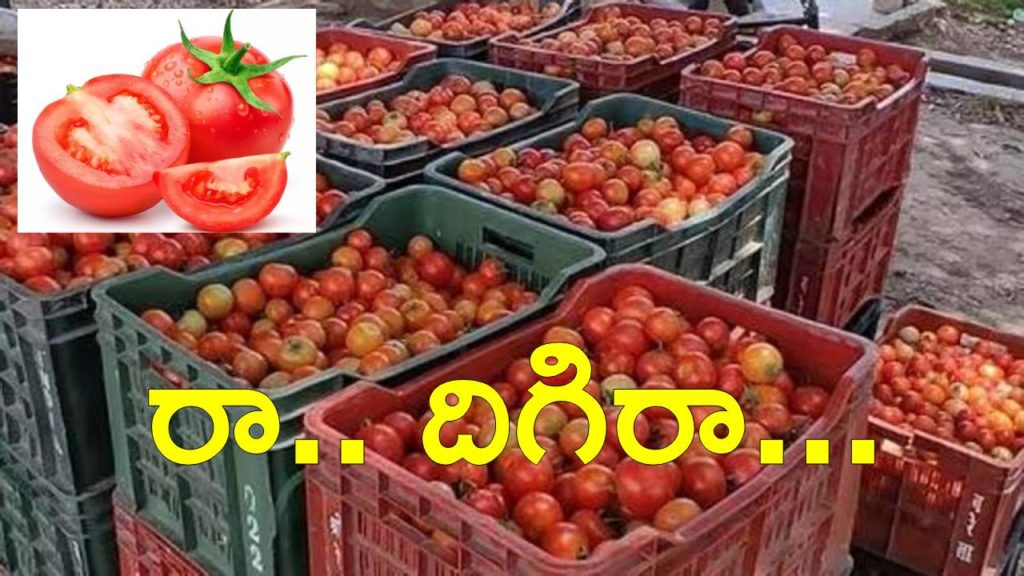 Tomato