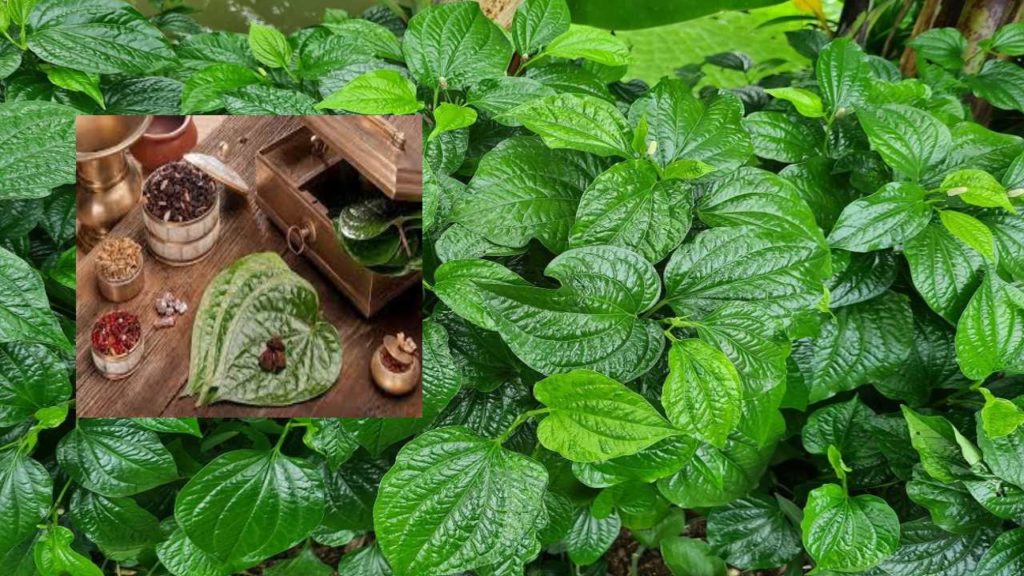 Betel Leaf Plant