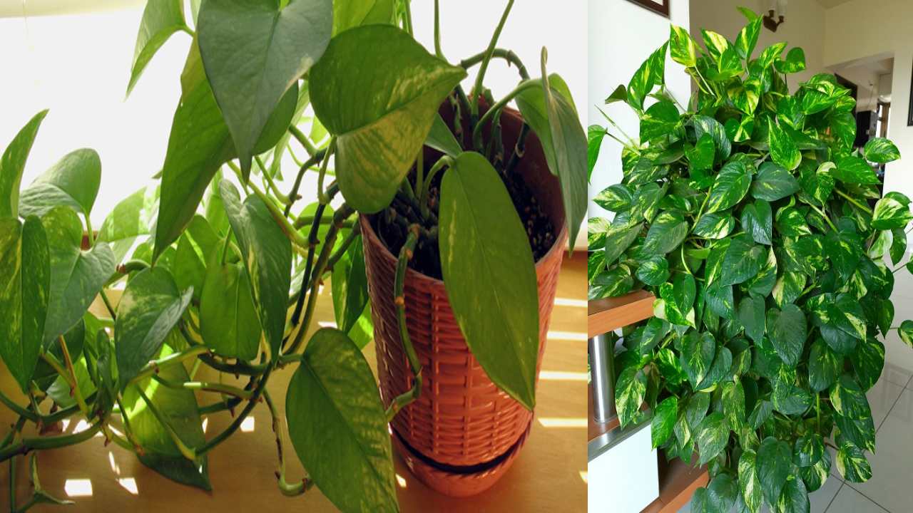 Money Plant : మనీ ప్లాంట్ దొంగతనం చేసి ఇంట్లో నాటితే నిజంగా అదృష్టం కలిసి వస్తుందా? Money Plant : మనీ ప్లాంట్ దొంగతనం చేసి ఇంట్లో నాటితే నిజంగా అదృష్టం కలిసి వస్తుందా?