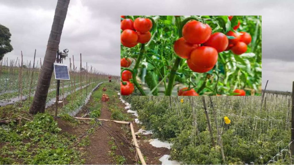 Tomato Fields CC Cameras