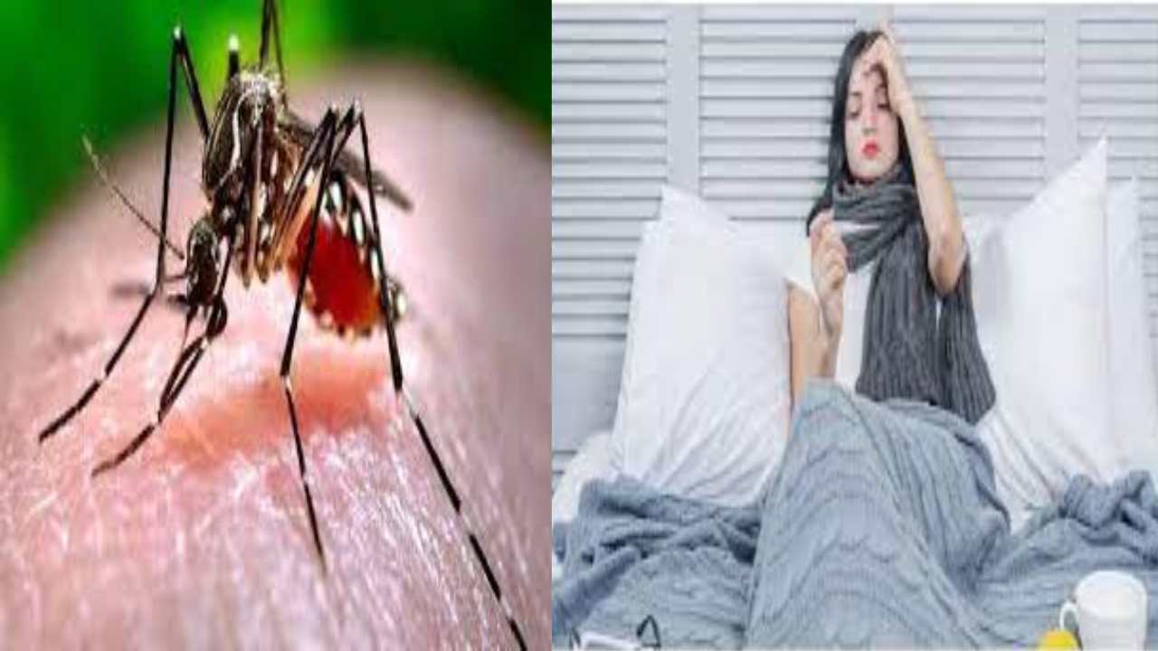 Dengue Fever : జ్వరం తగ్గిన తరువాతే డెంగీ బయటపడుతుందట.. బీ అలర్ట్ Dengue Fever : జ్వరం తగ్గిన తరువాతే డెంగీ బయటపడుతుందట.. బీ అలర్ట్
