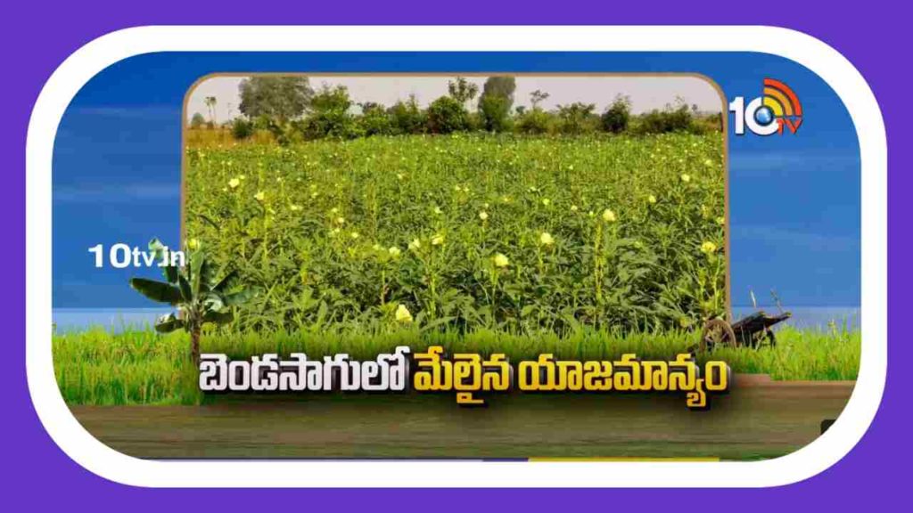 Okra cultivation