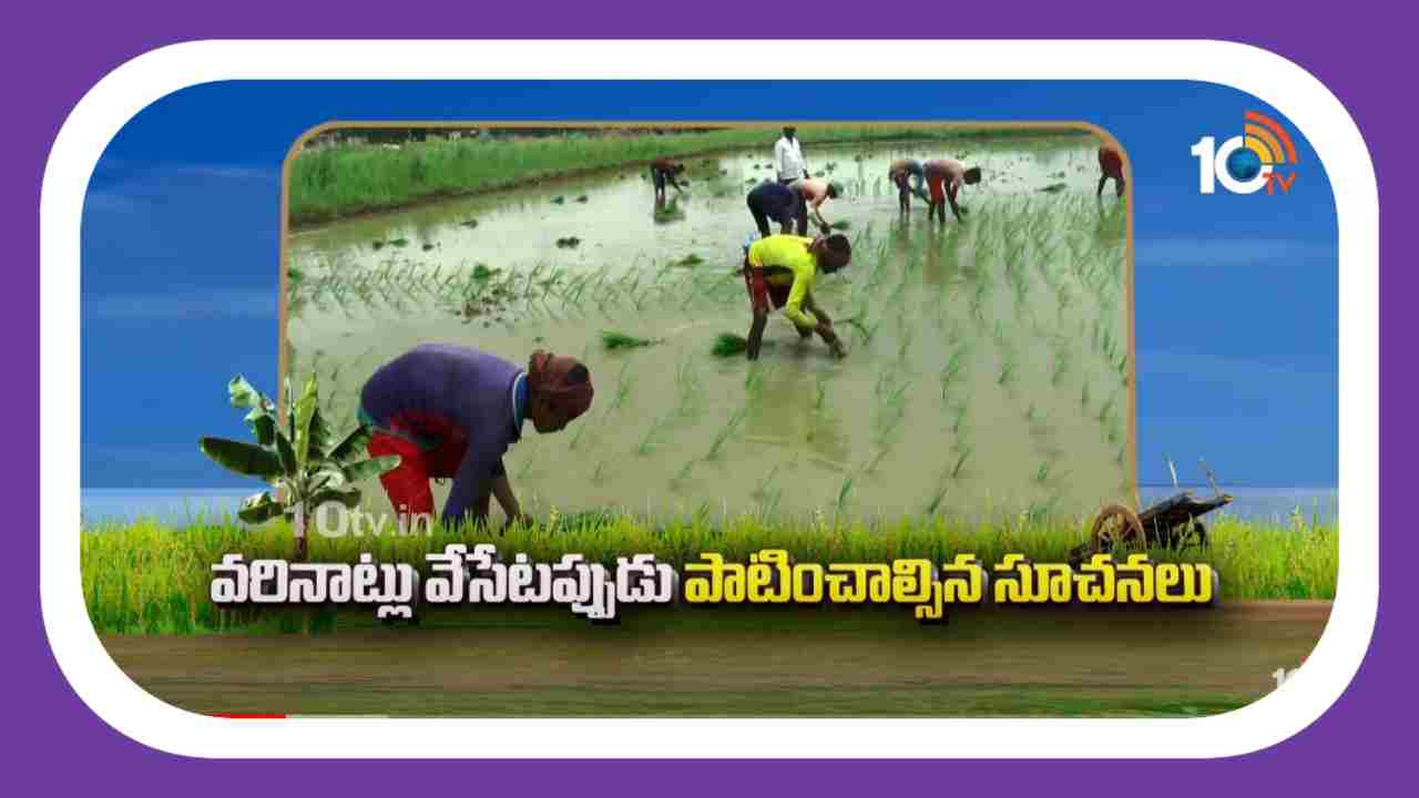 Paddy Farming : వరినాట్లు వేసేటప్పుడు పాటించాల్సిన సూచనలు Paddy Farming : వరినాట్లు వేసేటప్పుడు పాటించాల్సిన సూచనలు