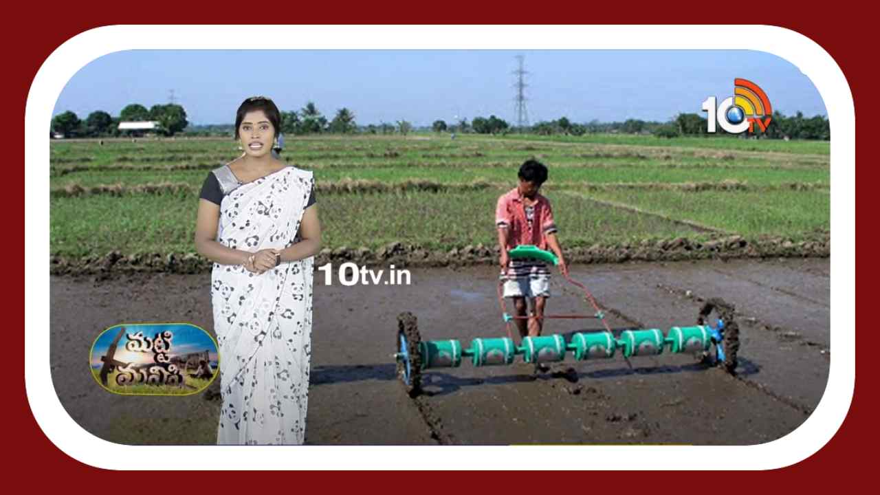 Paddy Harvesting : నారు, నాట్లు అవసరం లేకుండా వరిసాగు Paddy Harvesting : నారు, నాట్లు అవసరం లేకుండా వరిసాగు