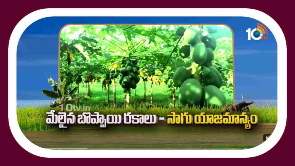 Papaya Varieties
