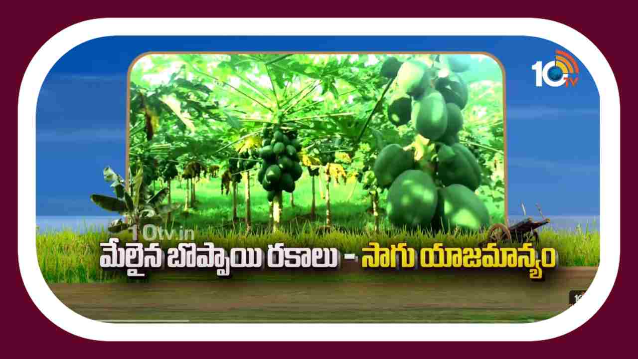 Papaya Varieties : మేలైన బొప్పాయి రకాలు.. సాగు యాజమాన్యం Papaya Varieties : మేలైన బొప్పాయి రకాలు.. సాగు యాజమాన్యం