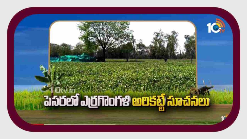 Pesara Farming