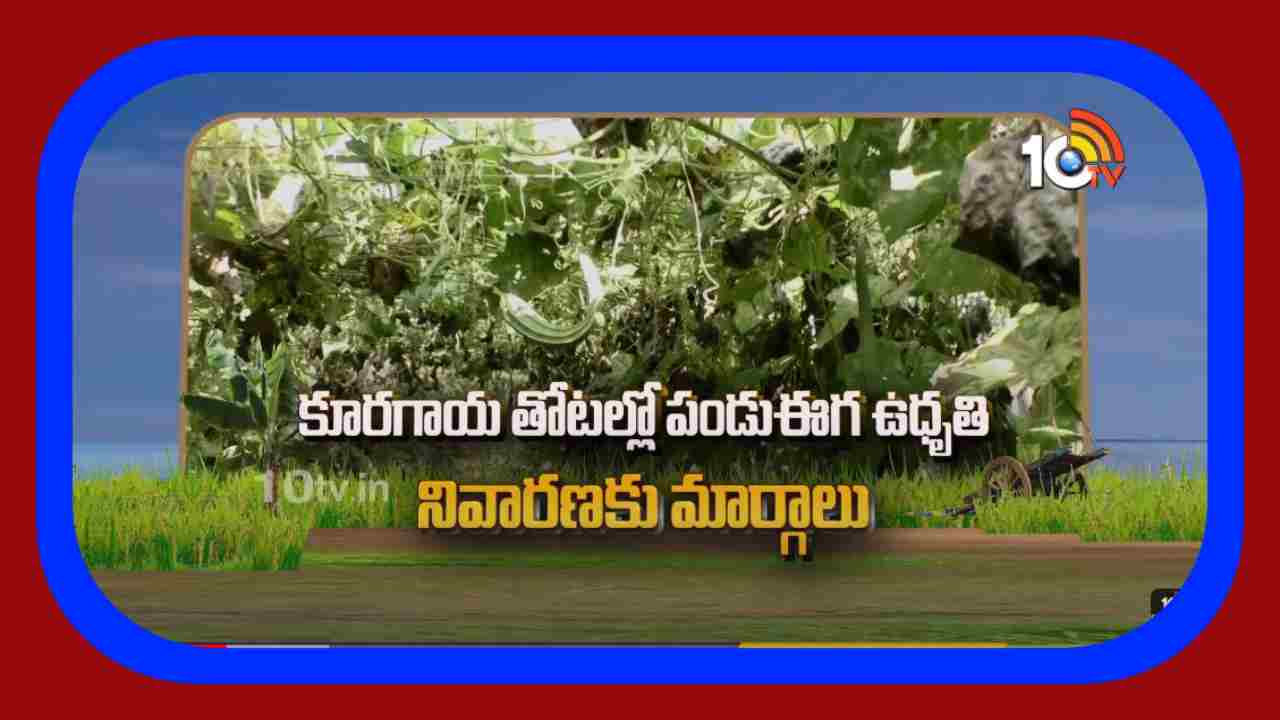 Pest Control : కూరగాయ తోటలల్లో పండుఈగ ఉధృతి.. నివారణకు శాస్త్రవేత్తల సూచనలు Pest Control : కూరగాయ తోటలల్లో పండుఈగ ఉధృతి.. నివారణకు శాస్త్రవేత్తల సూచనలు