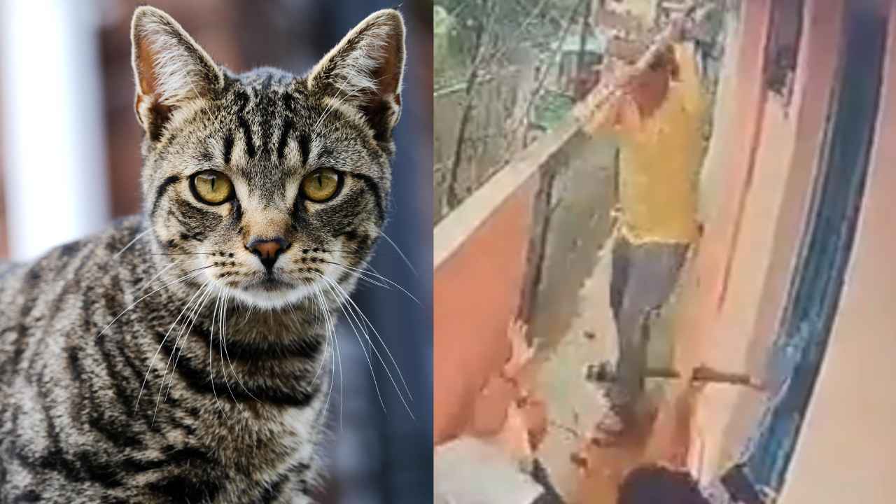 Pet Cat Fight : పిల్లి ఎంత పని చేసింది.. బట్టలు చింపుకుని మరీ దారుణంగా కొట్టుకున్న రెండు కుటుంబాలు, షాకింగ్ వీడియో Pet Cat Fight : పిల్లి ఎంత పని చేసింది.. బట్టలు చింపుకుని మరీ దారుణంగా కొట్టుకున్న రెండు కుటుంబాలు, షాకింగ్ వీడియో