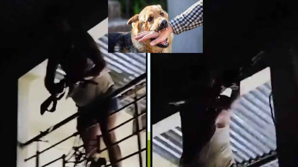 Pet Dogs Fight - Indore