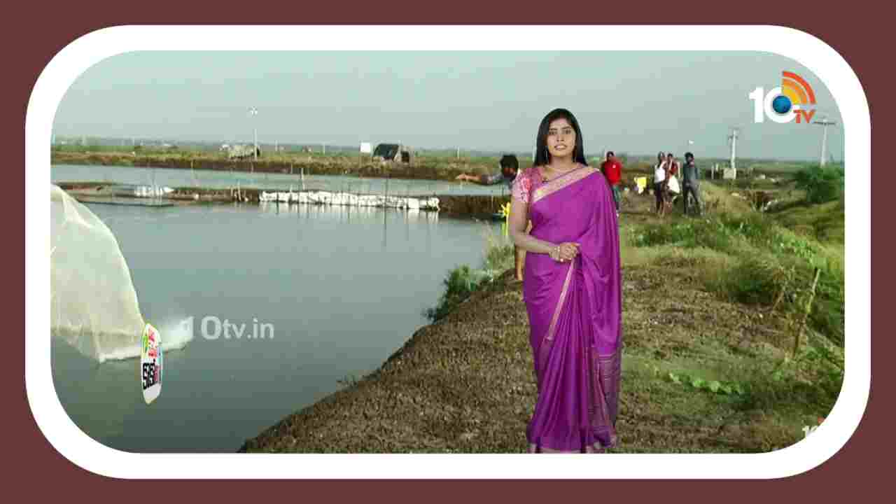 Prawn Farming : అమాంతం పడిపోయిన రొయ్య ధరలు.. ఆందోళనలో పశ్చిమగోదావరి జిల్లా రొయ్య రైతులు Prawn Farming : అమాంతం పడిపోయిన రొయ్య ధరలు.. ఆందోళనలో పశ్చిమగోదావరి జిల్లా రొయ్య రైతులు