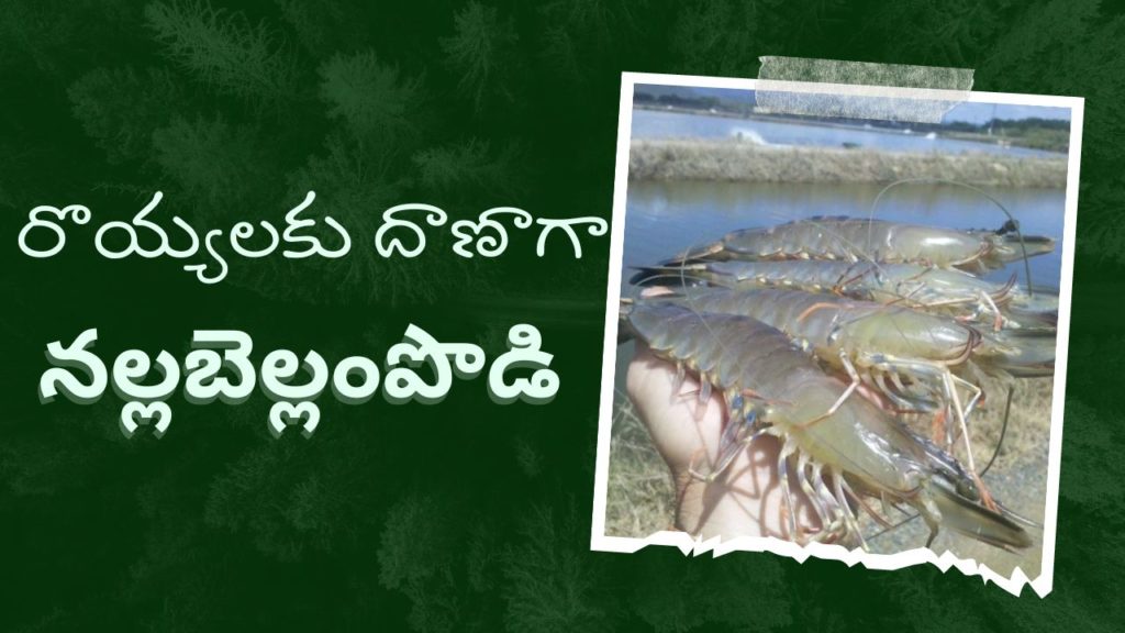 Prawn Feeding