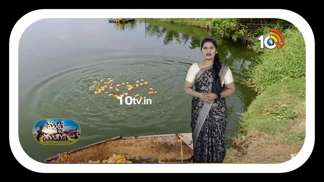 Fish Food : చేపలకు ఆహారంగా గుమ్మడికాయలు Fish Food : చేపలకు ఆహారంగా గుమ్మడికాయలు