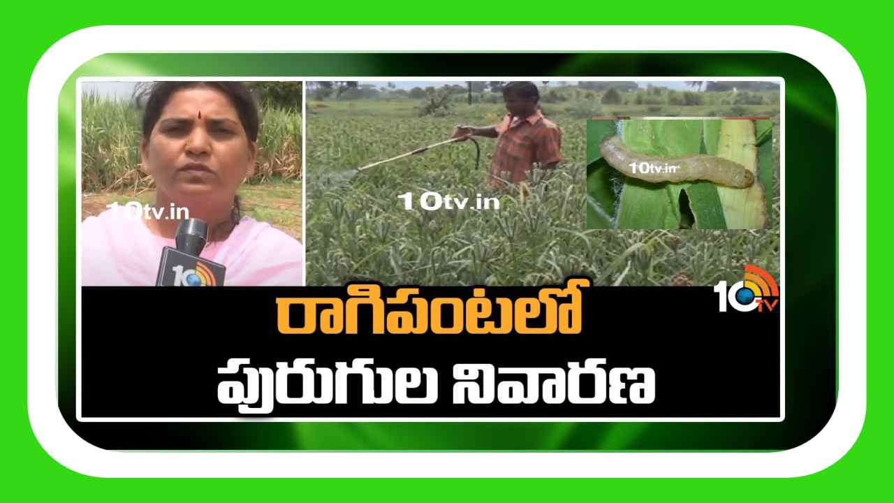 Ragi Crop : రాగిపంటకు తెగుళ్ల బెడద.. నివారిస్తే మంచి దిగుబడులు Ragi Crop : రాగిపంటకు తెగుళ్ల బెడద.. నివారిస్తే మంచి దిగుబడులు