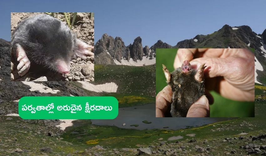 Rare Animals : టర్కీ పర్వతాల్లో మూడు మిలియన్ ఏళ్లుగా జీవించే ఉన్న అరుదైన జంతువులు, భూగర్భంలో నివసించే ఏకైక చిన్న క్షీరదాలు Rare Animals : టర్కీ పర్వతాల్లో మూడు మిలియన్ ఏళ్లుగా జీవించే ఉన్న అరుదైన జంతువులు, భూగర్భంలో నివసించే ఏకైక చిన్న క్షీరదాలు