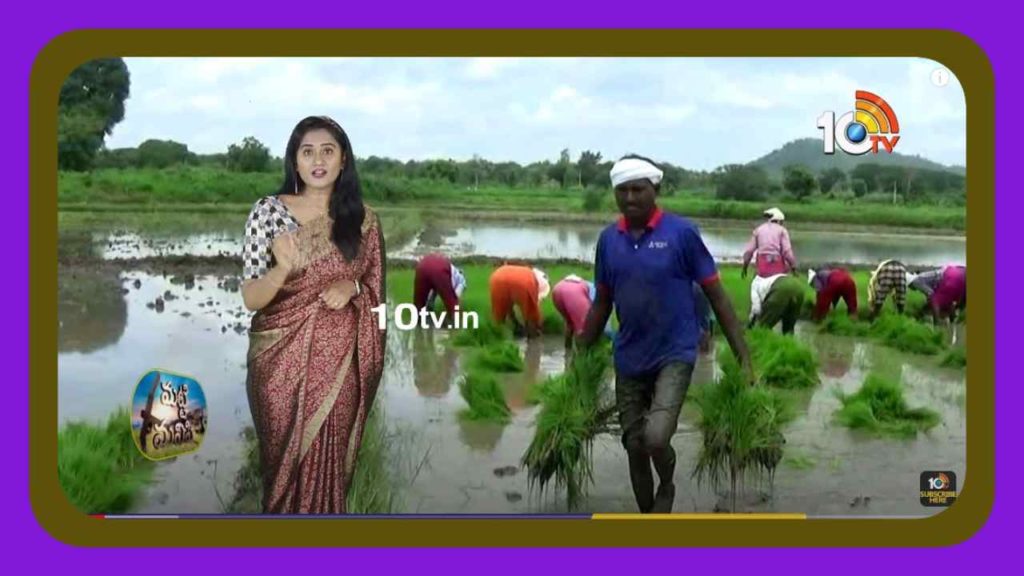 Rice Cultivation