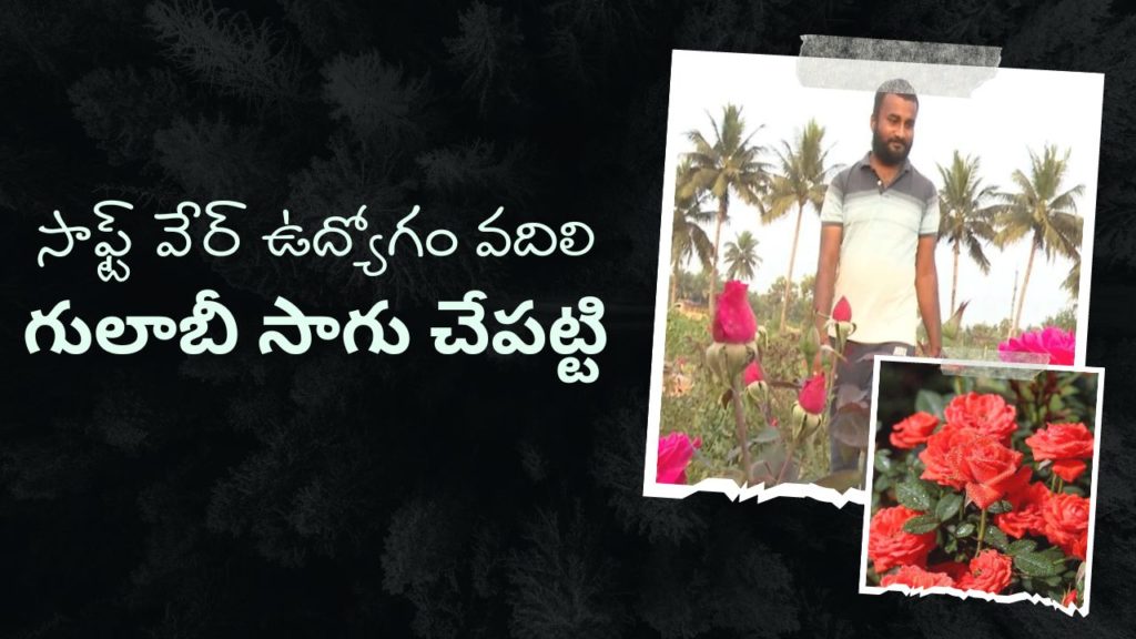 Rose Flowers Cultivation