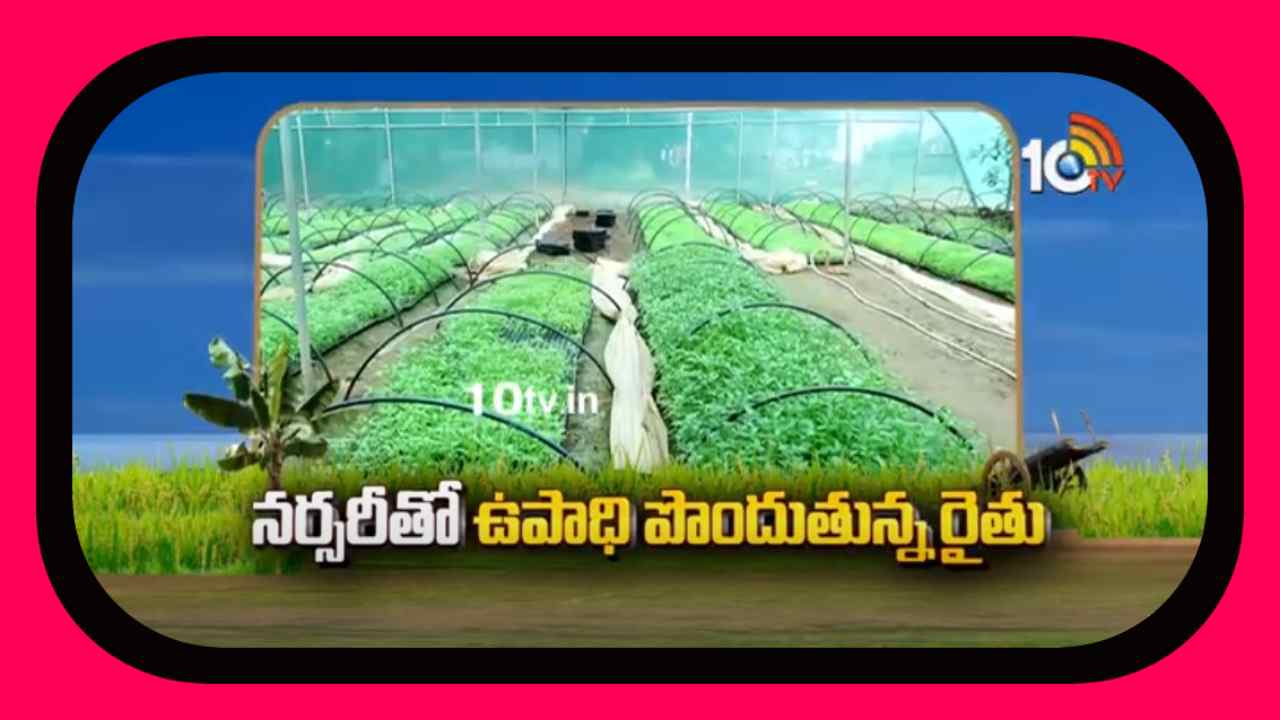 Shade Net :షేడ్ నెట్ కింద ప్రోట్రేలలో నారు పెంపకం Shade Net :షేడ్ నెట్ కింద ప్రోట్రేలలో నారు పెంపకం
