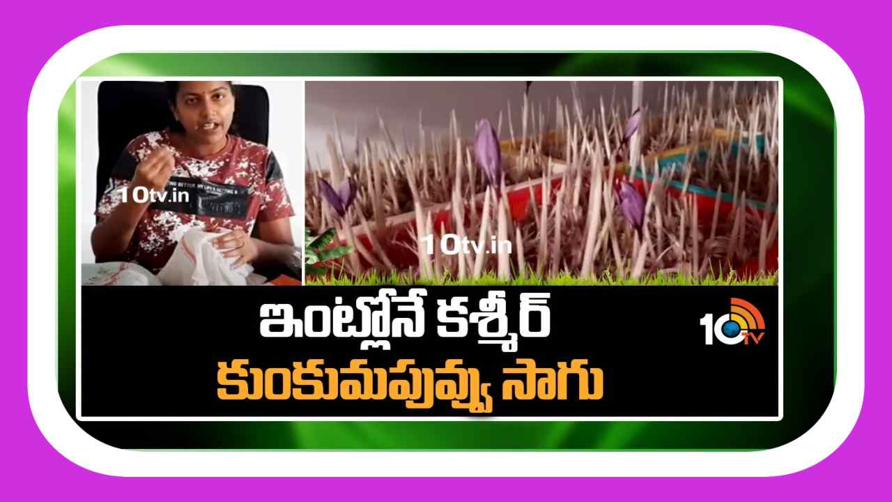 Kashmir Saffron : ఇంట్లోనే కశ్మీర్ కుంకుమపువ్వు సాగు Kashmir Saffron : ఇంట్లోనే కశ్మీర్ కుంకుమపువ్వు సాగు