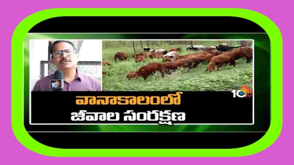 Sheep Farming