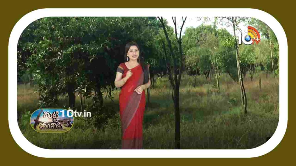 Shrigandham Plants