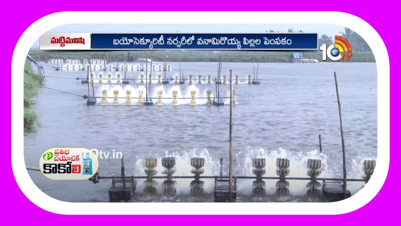 Shrimp Farming : రొయ్యపిల్లల పెంపకానికి.. బయోసెక్యూరిటీ నర్సరీలు Shrimp Farming : రొయ్యపిల్లల పెంపకానికి.. బయోసెక్యూరిటీ నర్సరీలు