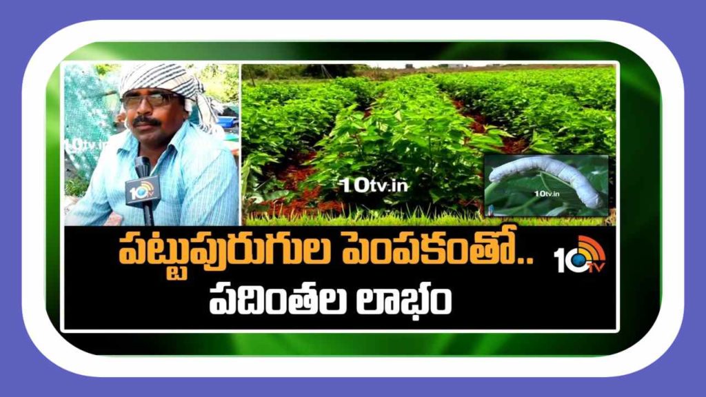 Silkworm Cultivation