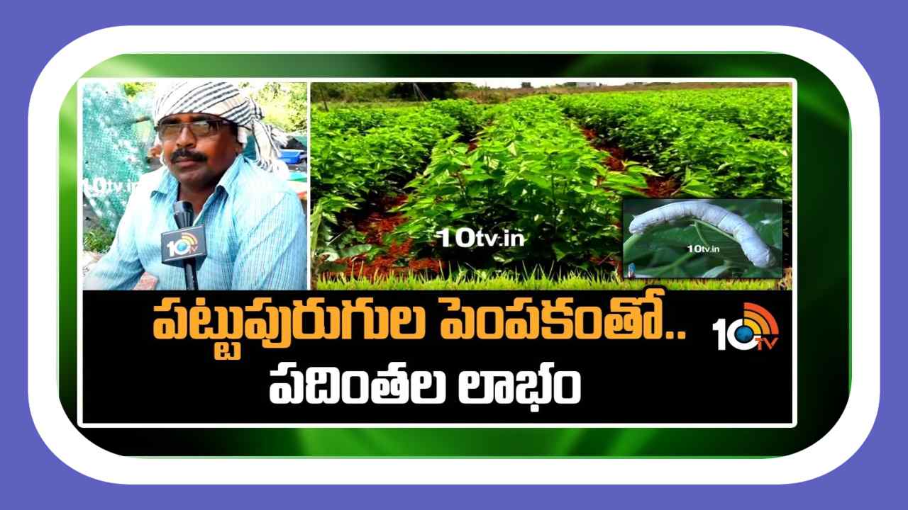 Silkworm Cultivation : వరికి ప్రత్యామ్నాయంగా పట్టుపురుగుల పెంపకం Silkworm Cultivation : వరికి ప్రత్యామ్నాయంగా పట్టుపురుగుల పెంపకం
