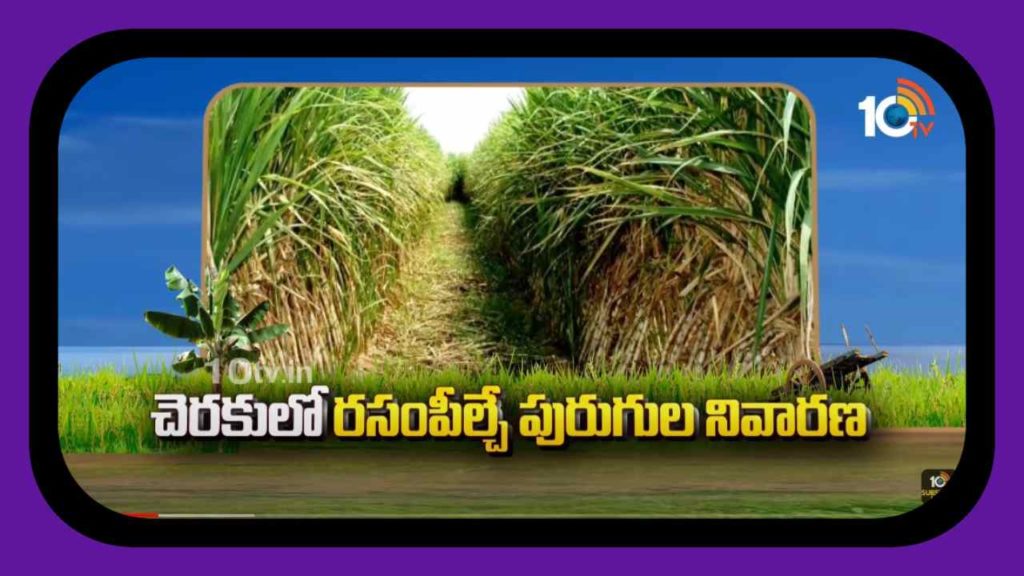 Sugarcane Cultivation
