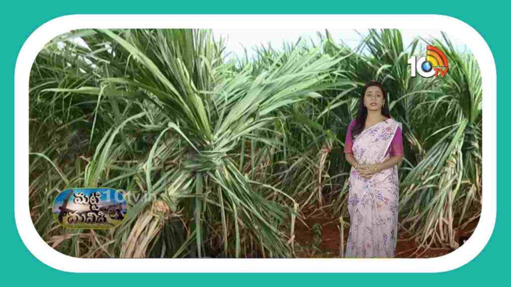 Sugarcane Cultivation