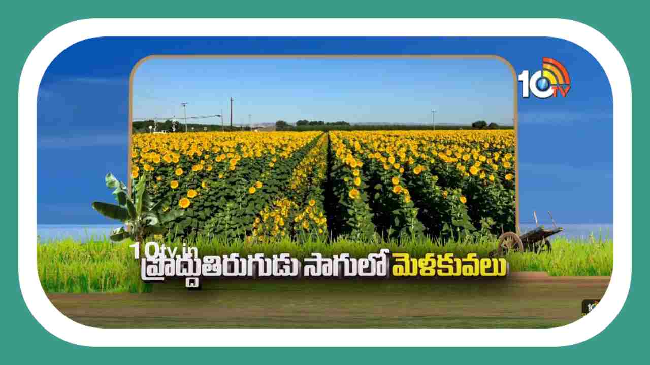 Sunflower Cultivation : ప్రొద్దుతిరుగుడు సాగులో మెళకువలు Sunflower Cultivation : ప్రొద్దుతిరుగుడు సాగులో మెళకువలు