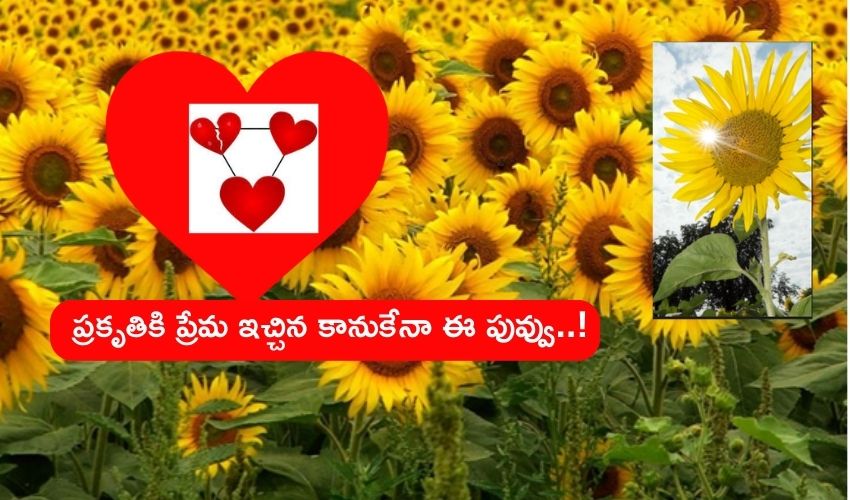 Sunflower Sun Direction Love story