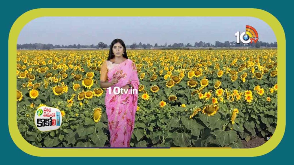 Sunflower cultivation