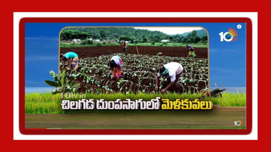 Sweet Potato Cultivation