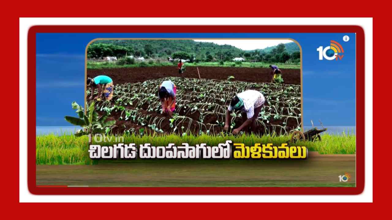 Sweet Potato Cultivation : ఖరీఫ్ పంటగా చిలగడదుంప సాగు.. అధిక దిగుబడుల కోసం మేలైన యాజమాన్యం Sweet Potato Cultivation : ఖరీఫ్ పంటగా చిలగడదుంప సాగు.. అధిక దిగుబడుల కోసం మేలైన యాజమాన్యం