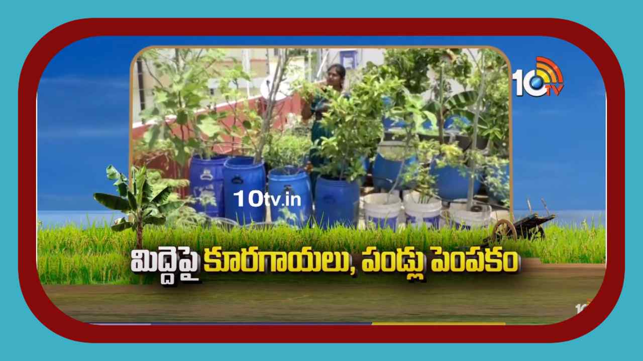 Terrac Garden : మిద్దెపై కూరగాయలు, పండ్లు పెంపకం Terrac Garden : మిద్దెపై కూరగాయలు, పండ్లు పెంపకం