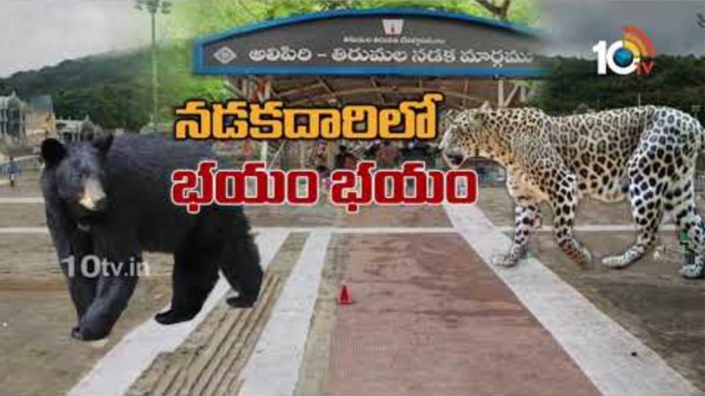 Tirumala Nadakadari Decreasing Devotees