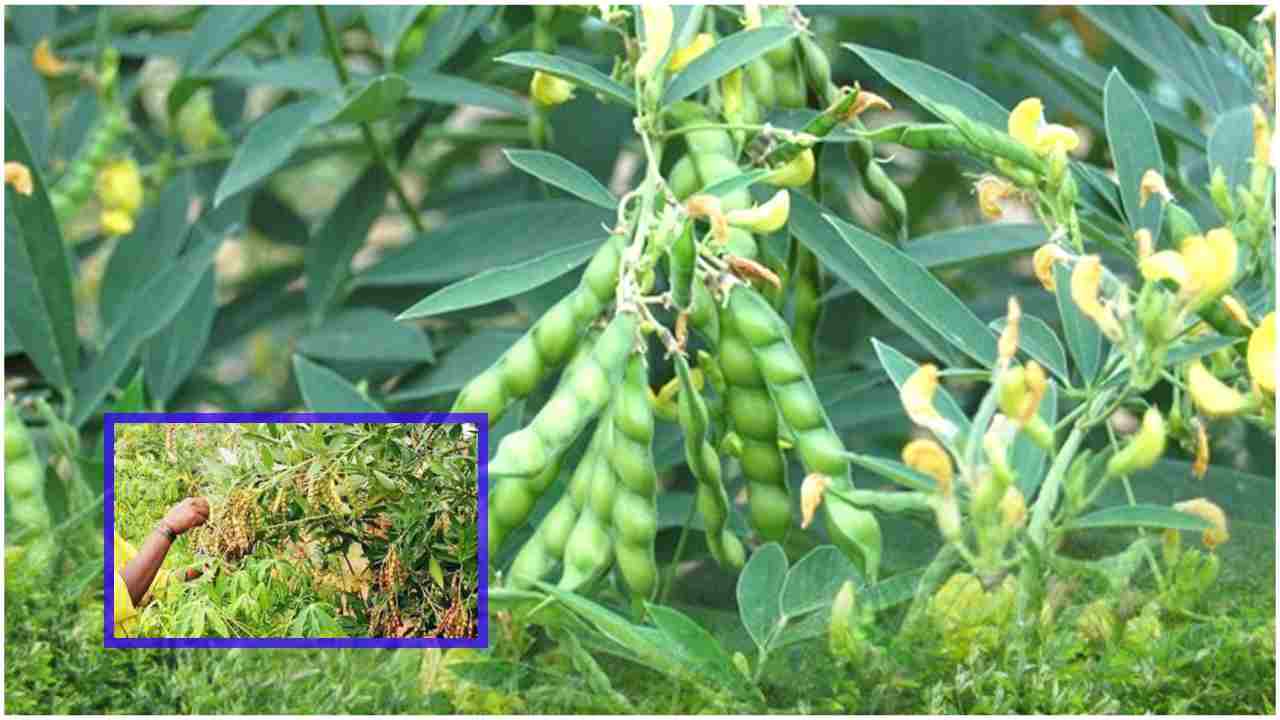 Toor dal Cultivation : కందిపంటను ఆశించే పేనుబంక, ఆకుగూడు పరుగులు.. నివారణ పద్దతులు Toor dal Cultivation : కందిపంటను ఆశించే పేనుబంక, ఆకుగూడు పరుగులు.. నివారణ పద్దతులు