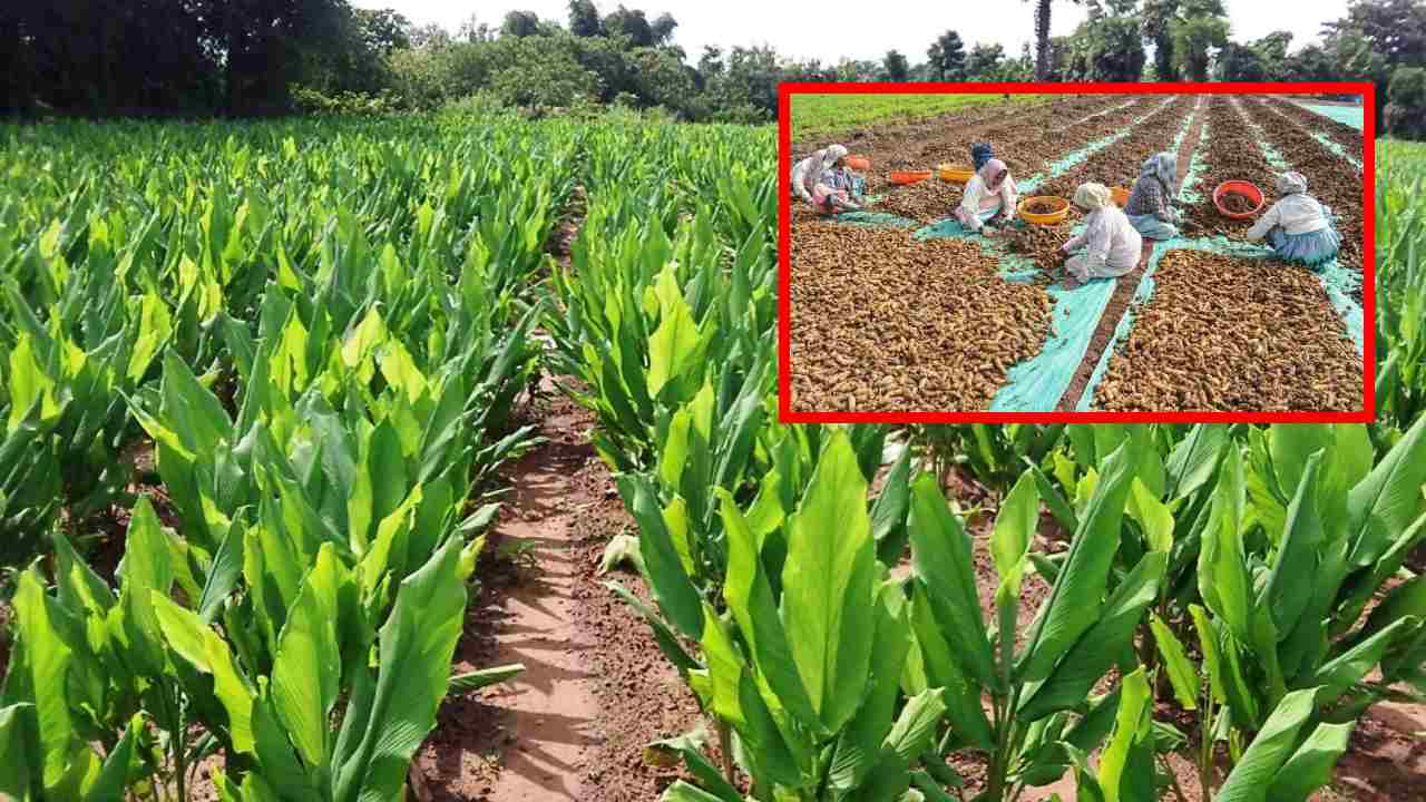 Turmeric Cultivation : సేంద్రీయ పసుపు సాగులో ఎరువులు, నీటి యాజమాన్యంలో తీసుకోవాల్సిన జాగ్రత్తలు Turmeric Cultivation : సేంద్రీయ పసుపు సాగులో ఎరువులు, నీటి యాజమాన్యంలో తీసుకోవాల్సిన జాగ్రత్తలు