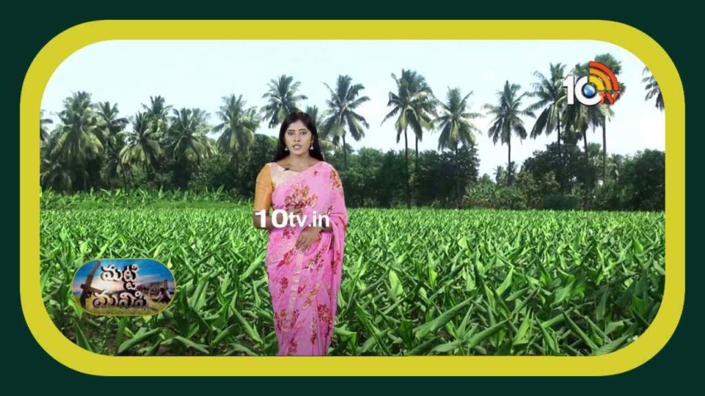 Turmeric Cultivation